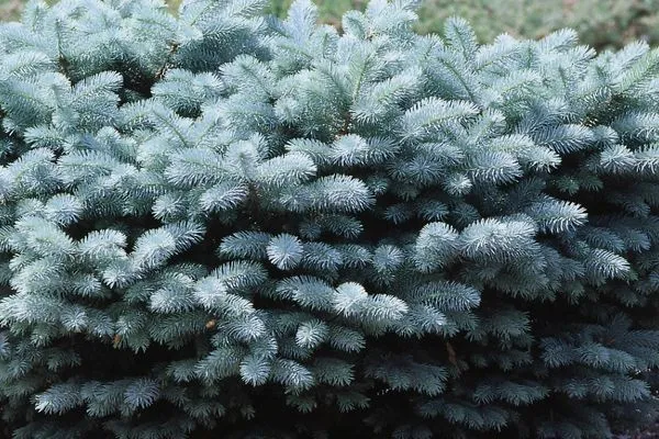 #3 dwarf globe blue spruce