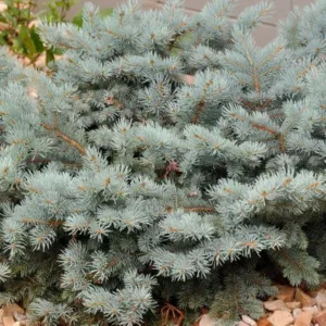 #3 dwarf globe blue spruce