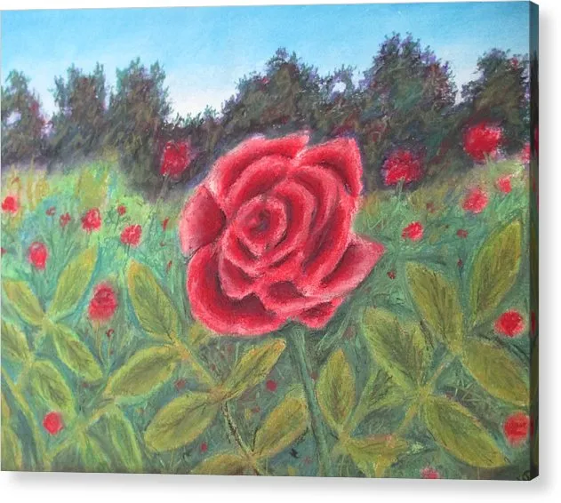 Field of Roses - Acrylic Print