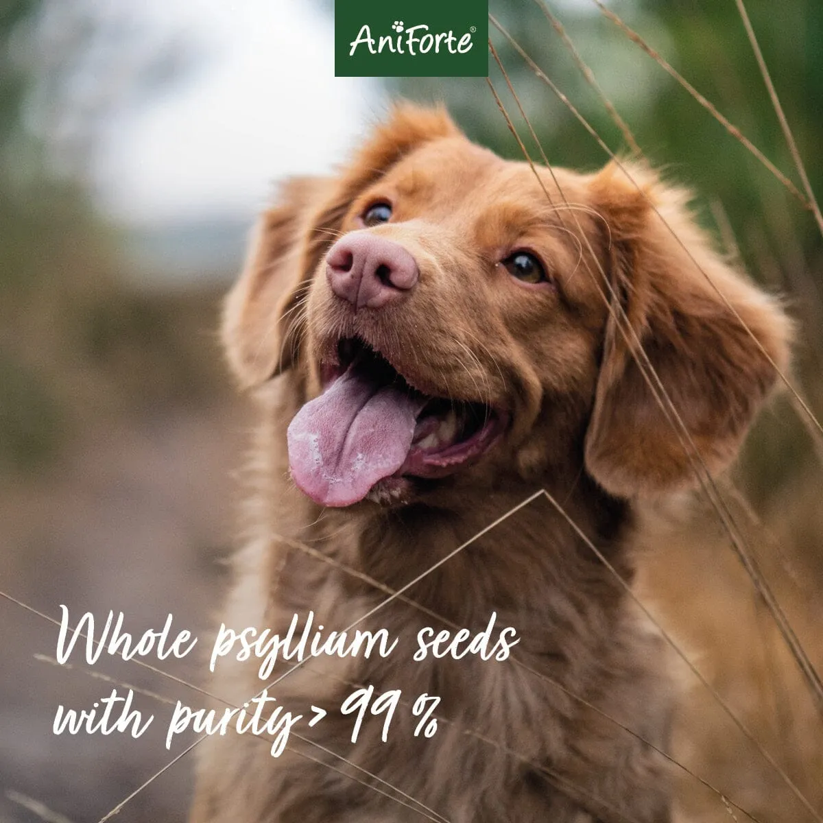 Indian Psyllium Seeds for Dogs, Cats and Horses